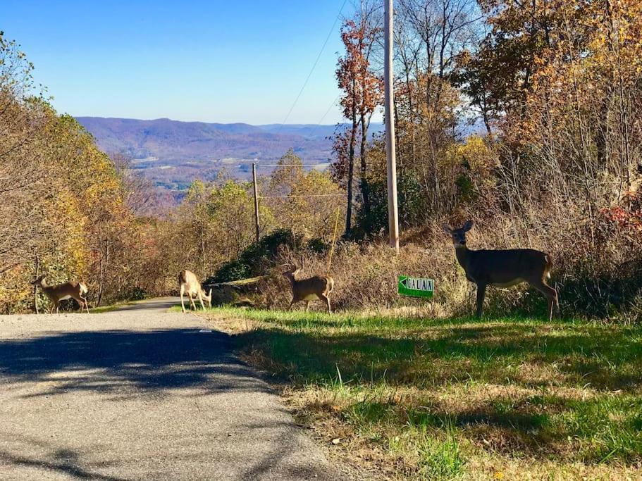 Blue Ridge Parkway Panoramic Paradise-60 Mile View Fancy Gap ภายนอก รูปภาพ